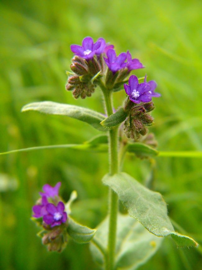 Farbownik lekarski Anchusa officinalis