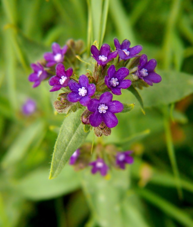 Farbownik lekarski Anchusa officinalis