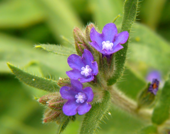 Farbownik lekarski Anchusa officinalis