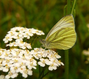 Bielinek bytomkowiec Pieris napis