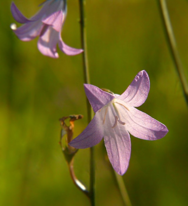 Dzwonek rozpierzchły Campanula patula