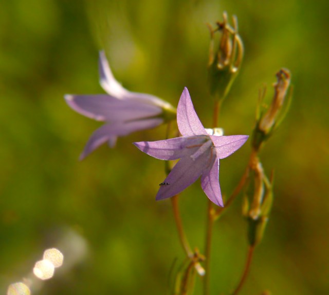 Dzwonek rozpierzchły Campanula patula