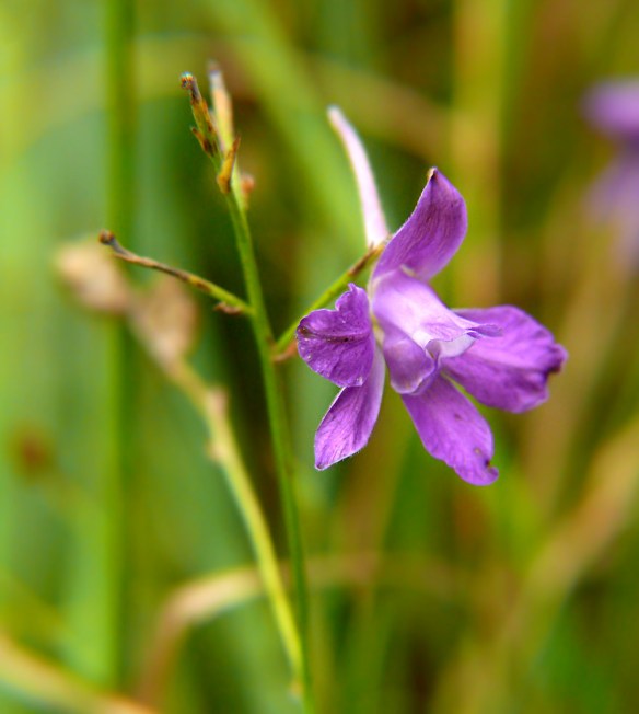 Ostróżeczka polna Consolida regalis