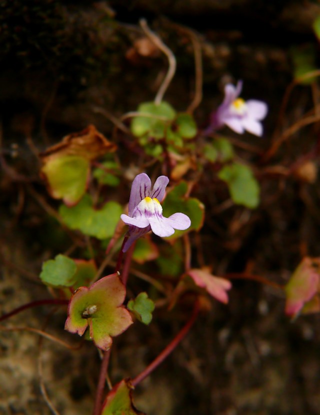 Cymbalaria bluszczykowata Cymbalaria muralis
