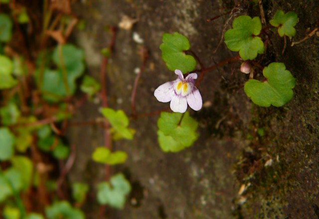 Cymbalaria muralis Cymbalaria bluszczykowata