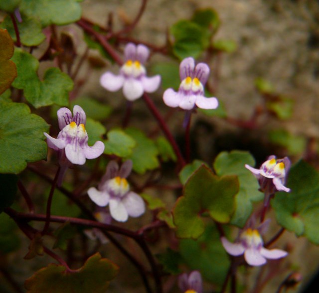 Cymbalaria bluszczykowata Cymbalaria muralis