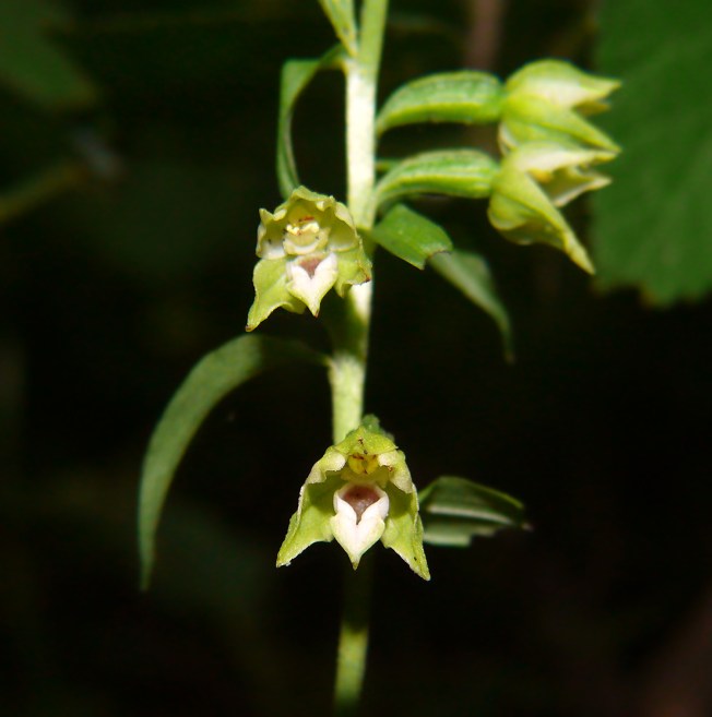 Kruszczyk połabski Epipactis albensis