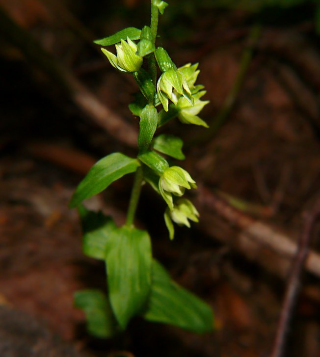 Kruszczyk połabski Epipactis albensis