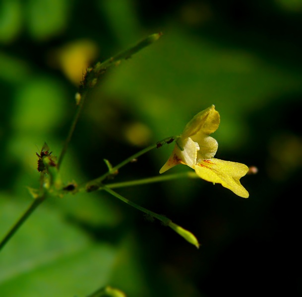 Niecierpek drobnokwiatowy Impatiens parviflora