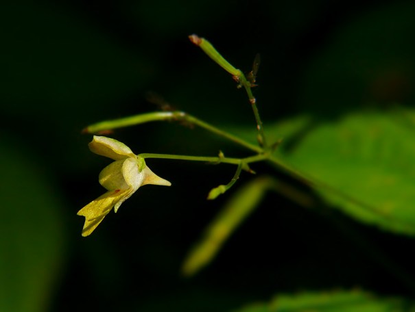 Niecierpek drobnokwiatowy Impatiens parviflora