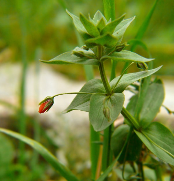 Kurzyślad polny Anagallis arvensis