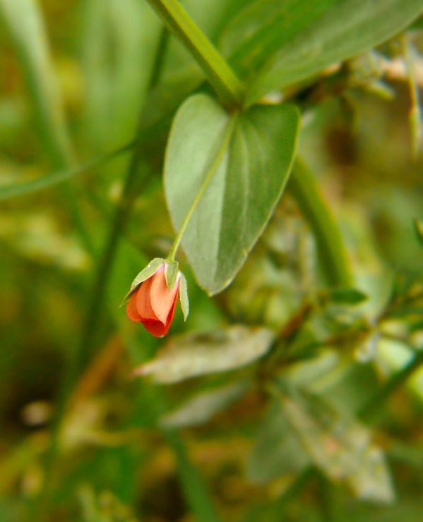 Kurzyślad polny Anagallis arvensis