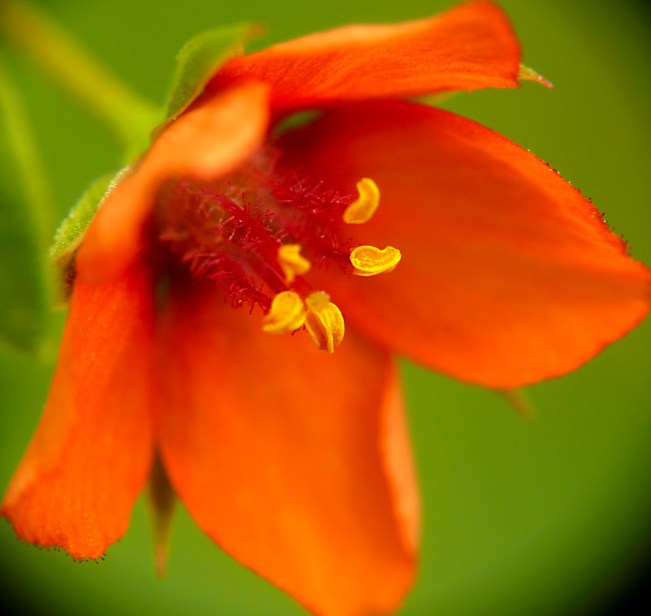 Kurzyślad polny Anagallis arvensis