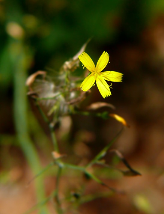 Sałatnik leśny Mycelis muralis