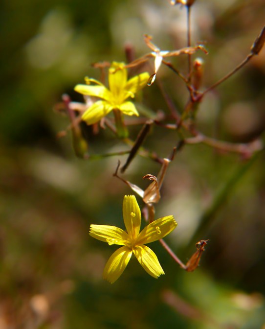 Sałatnik leśny Mycelis muralis