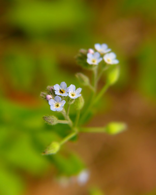 Niezapominajka polna Myosotis arvensis