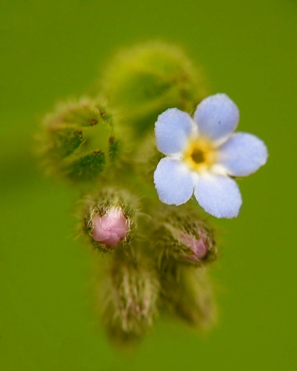 Niezapominajka polna Myosotis arvensis