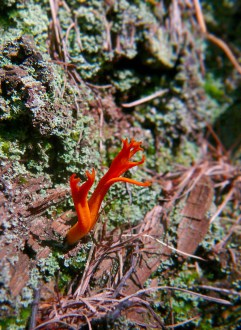 Pięknoróg lepki Calocera viscosa