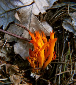 Pięknoróg lepki Calocera viscosa