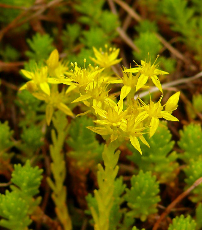 Rozchodnik ostry Sedum acre