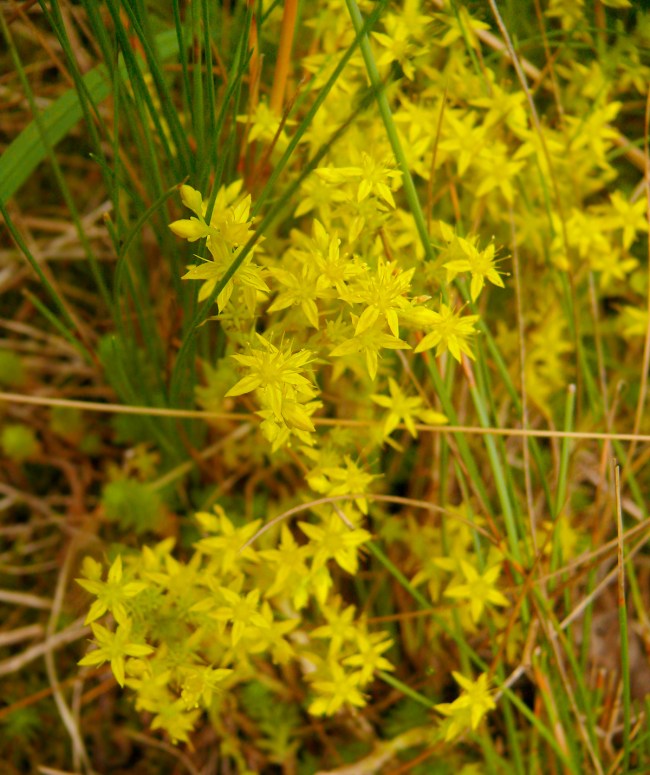 Rozchodnik ostry Sedum acre
