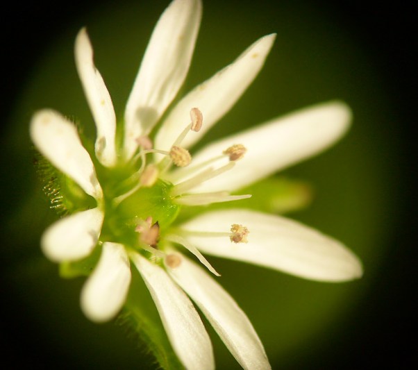 myosoton aquaticum kościenica wodna Myosoton aquaticum
