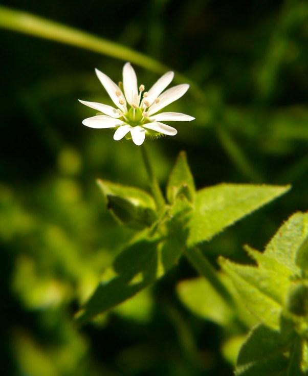myosoton aquaticum kościenica wodna Myosoton aquaticum