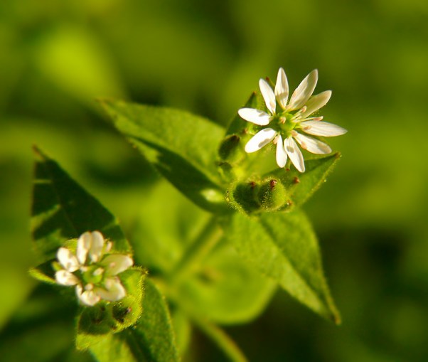myosoton aquaticum kościenica wodna Myosoton aquaticum