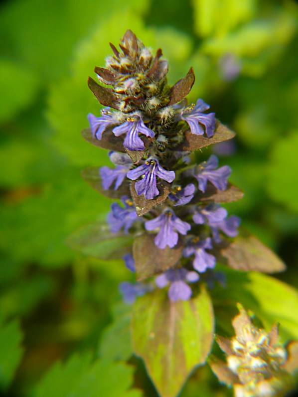 Dąbrówka rozłogowa Ajuga reptans