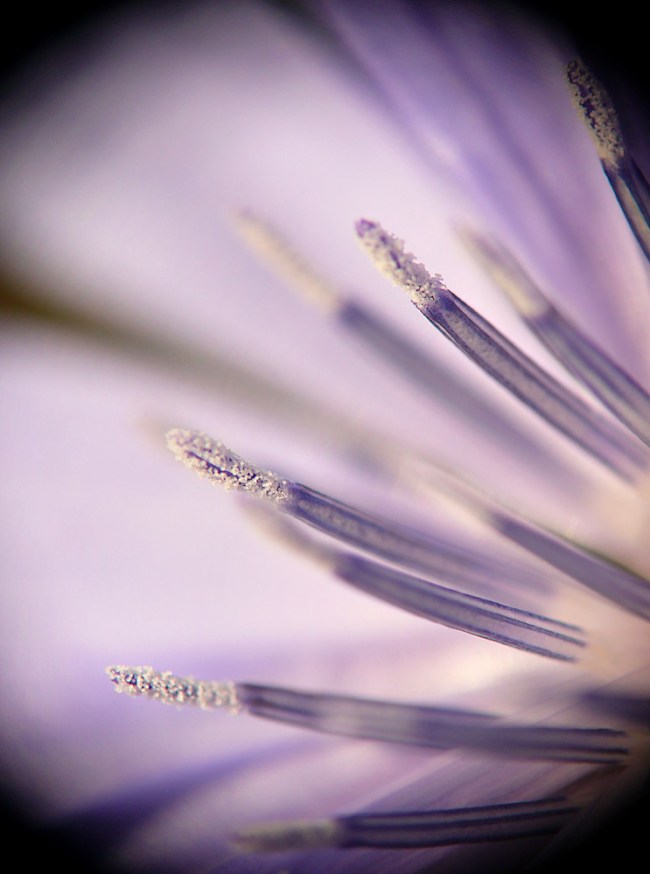 Cichorium intybus Cykoria podróżnik