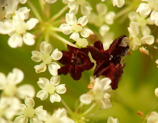 Marchew zwyczajna Daucus carota