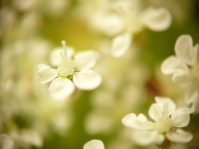 Marchew zwyczajna Daucus carota