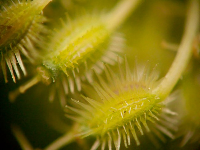 Marchew zwyczajna Daucus carota