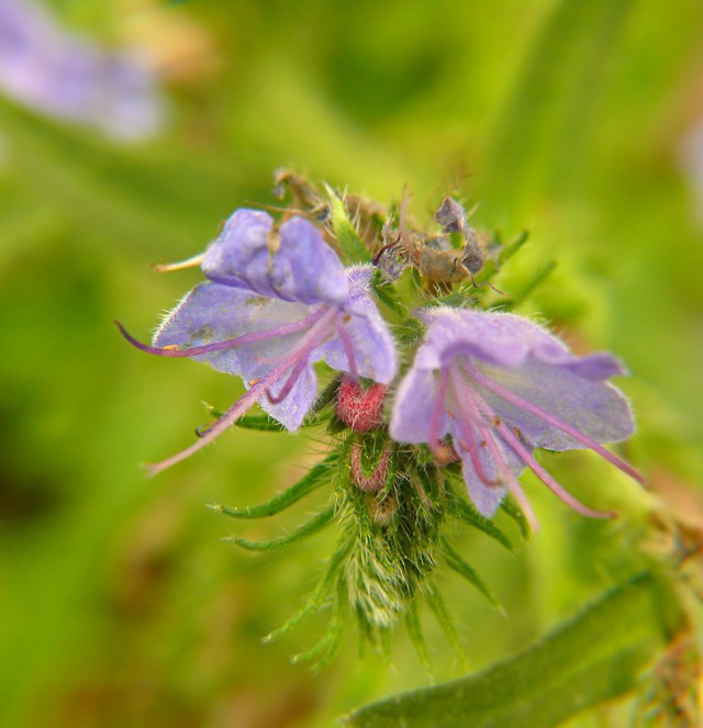 Żmijowiec zwyczajny Echium vulgare