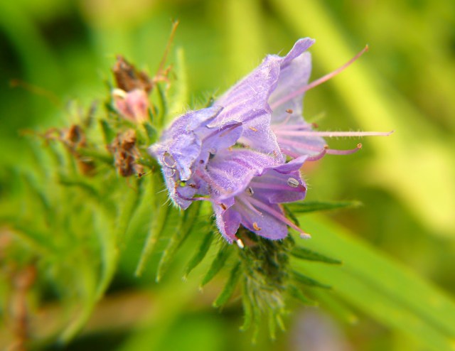 Żmijowiec zwyczajny Echium vulgare