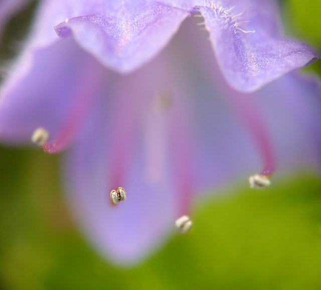 Żmijowiec zwyczajny Echium vulgare