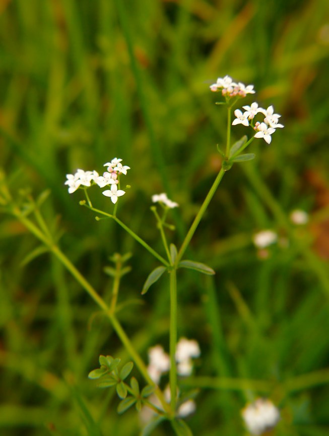 Przytulia błotna Galium palustre