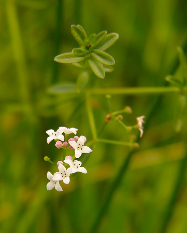 Przytulia błotna Galium palustre