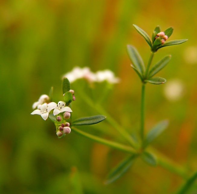 Przytulia błotna Galium palustre