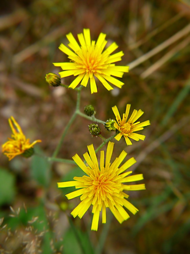 Jastrzębiec leśny Hieracium murorum