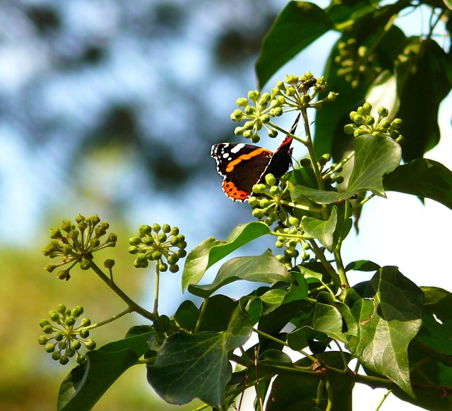 Rusałka admirał Vanessa atalanta