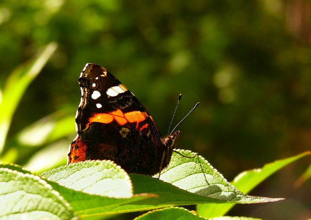 Vanessa atalanta