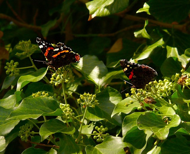 Vanessa atalanta