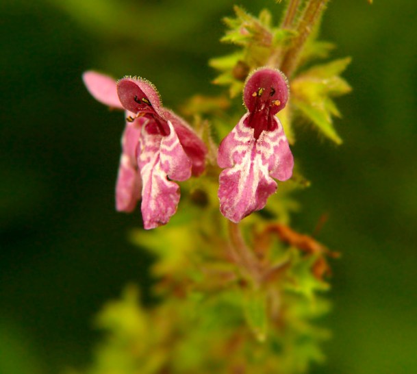Czyściec leśny Stachys sylvatica