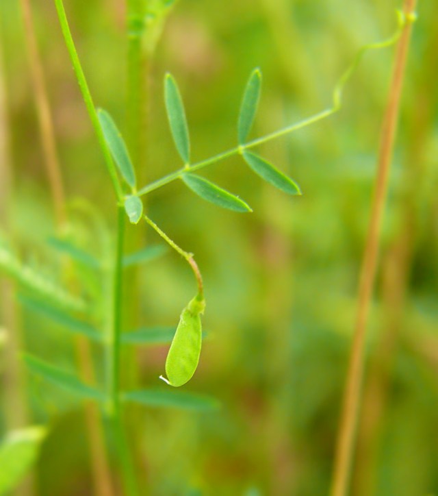 Wyka czteronasienna Vicia tetrasperma
