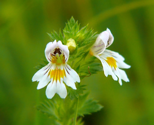 Świetlik łąkowy Euphrasia rostkoviana
