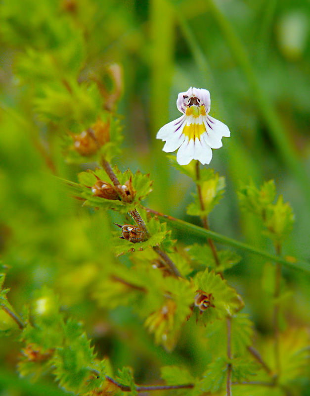 Świetlik łąkowy Euphrasia rostkoviana