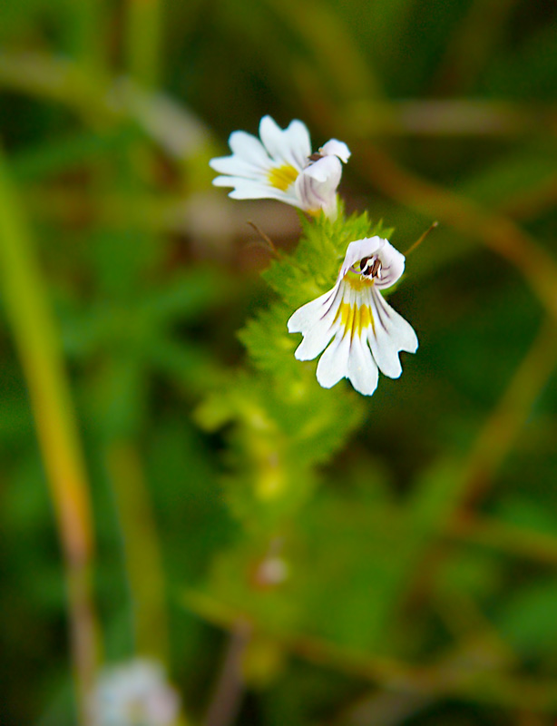 Świetlik łąkowy Euphrasia rostkoviana