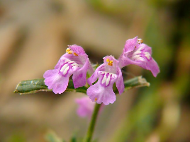 Poziewnik wąskolistny Galeopsis angustifolia