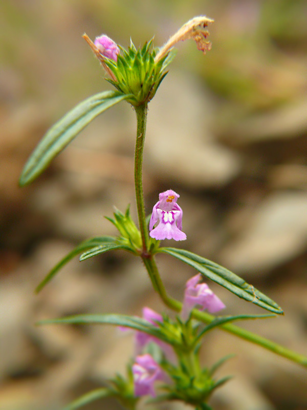 Poziewnik wąskolistny Galeopsis angustifolia
